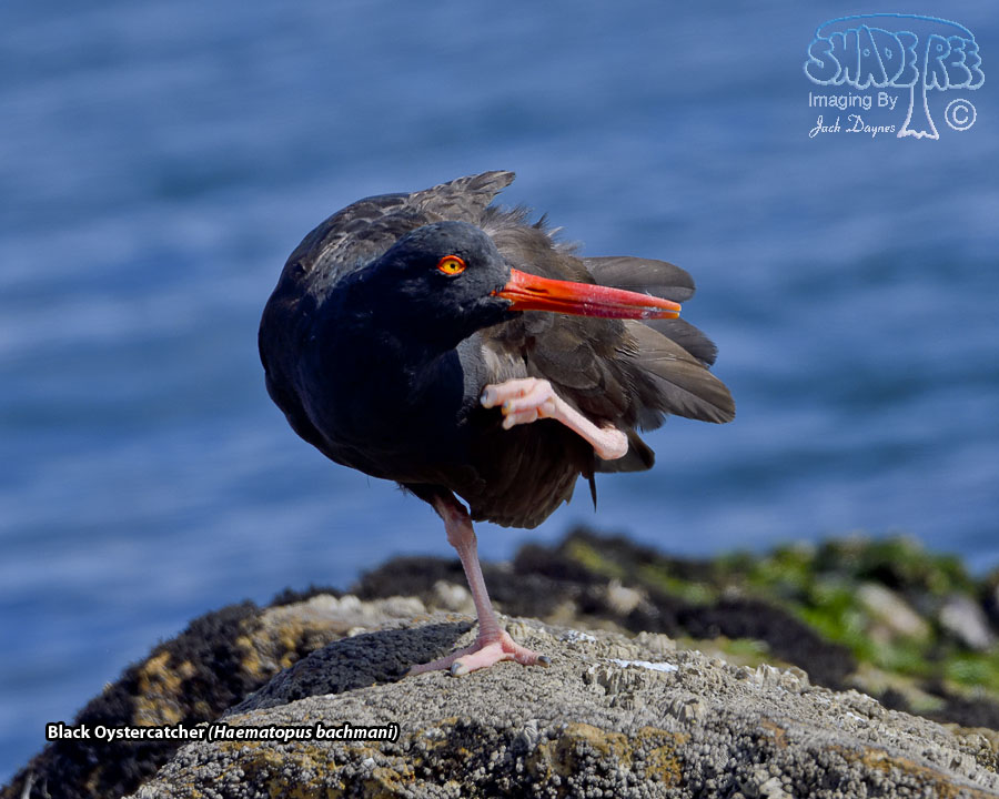 Black Oystercatcher - Haematopus bachmani