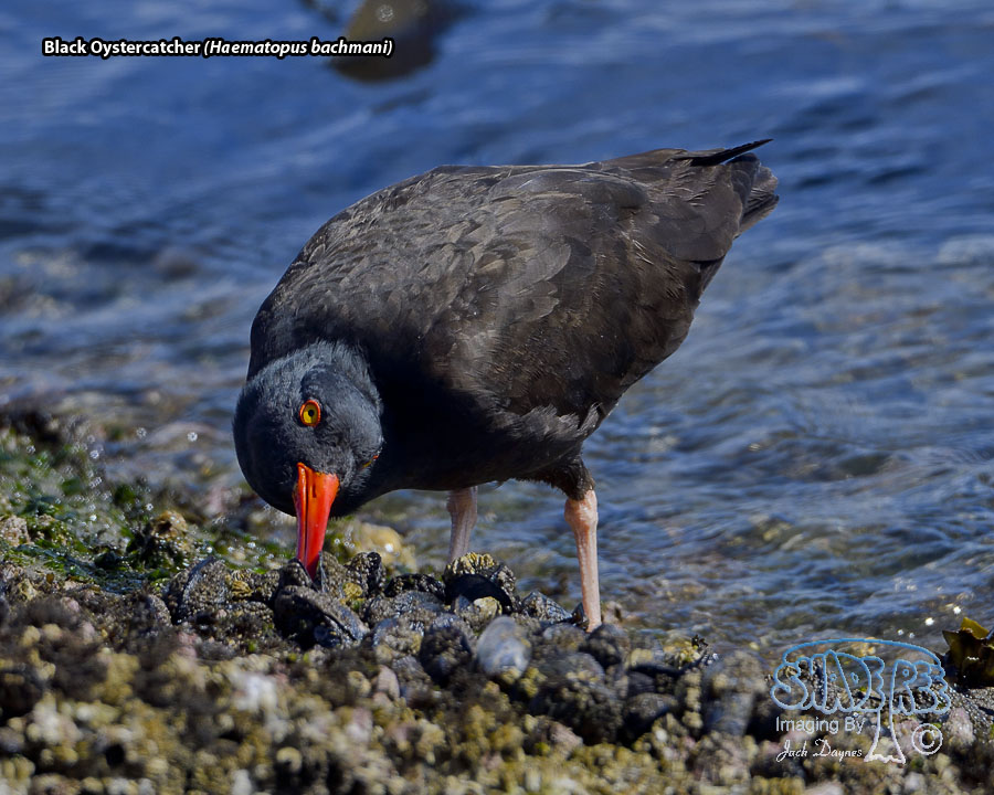Black Oystercatcher - Haematopus bachmani