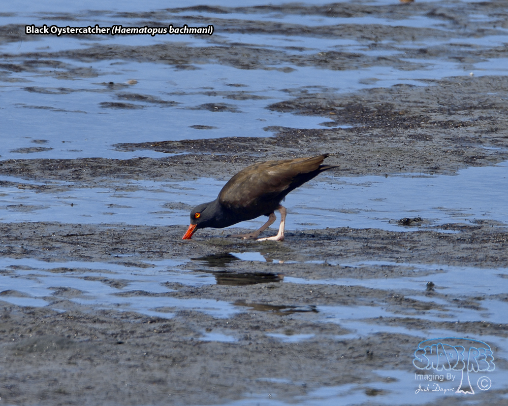 Black Oystercatcher - Haematopus bachmani