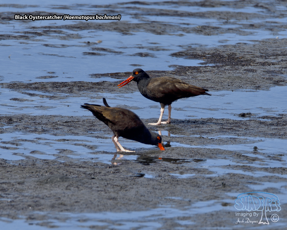 Black Oystercatcher - Haematopus bachmani
