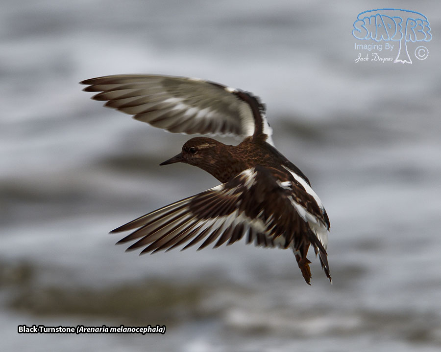 Black Turnstone - Arenaria melanocephala