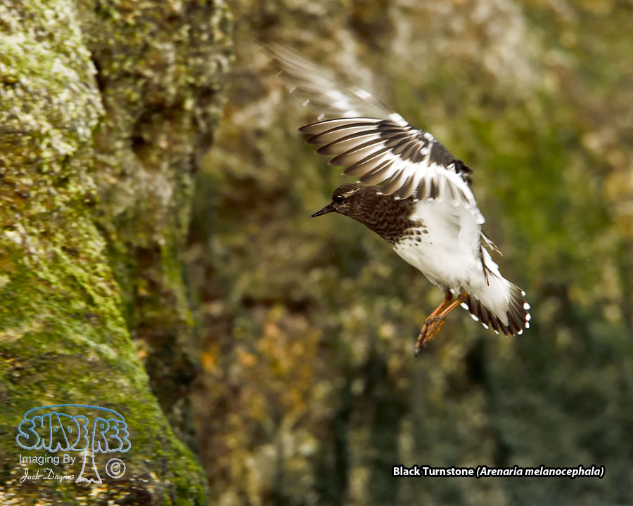 Black Turnstone - Arenaria melanocephala