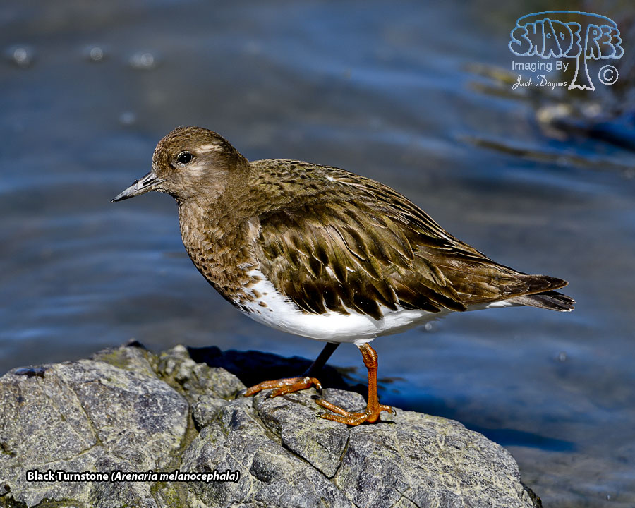 Black Turnstone - Arenaria melanocephala