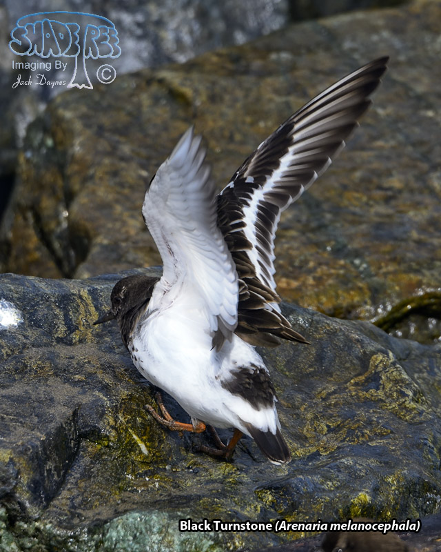 Black Turnstone - Arenaria melanocephala