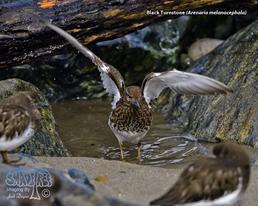 Black Turnstone - Arenaria melanocephala