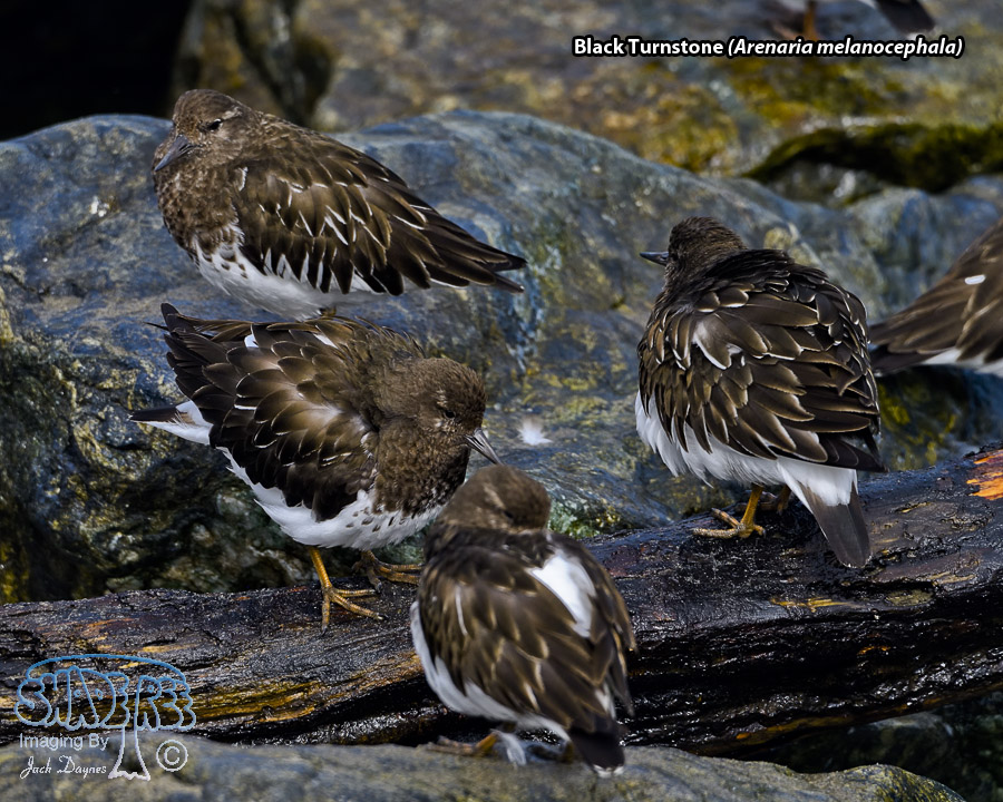 Black Turnstone - Arenaria melanocephala