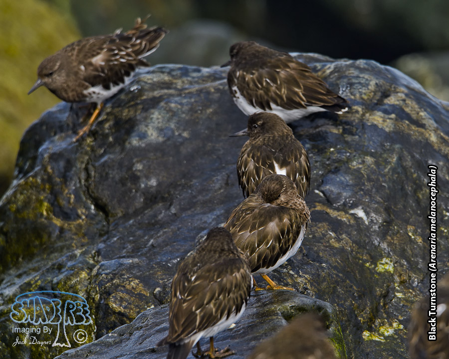 Black Turnstone - Arenaria melanocephala