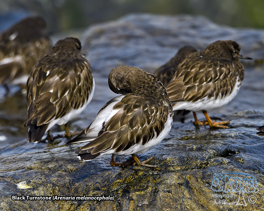 Black Turnstone - Arenaria melanocephala