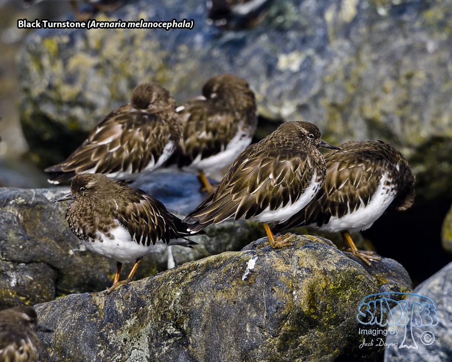 Black Turnstone - Arenaria melanocephala
