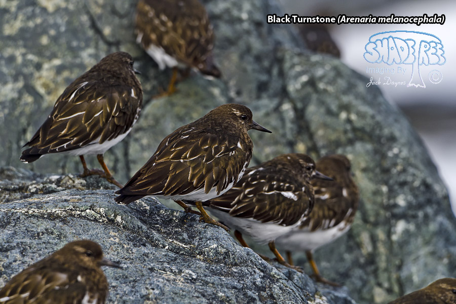 Black Turnstone - Arenaria melanocephala