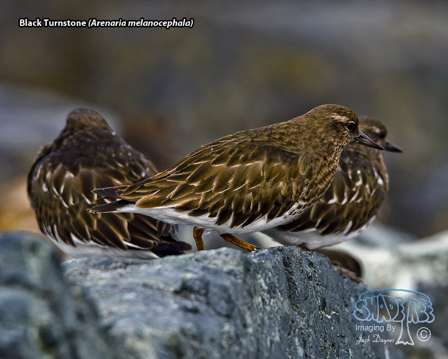 Black Turnstone - Arenaria melanocephala