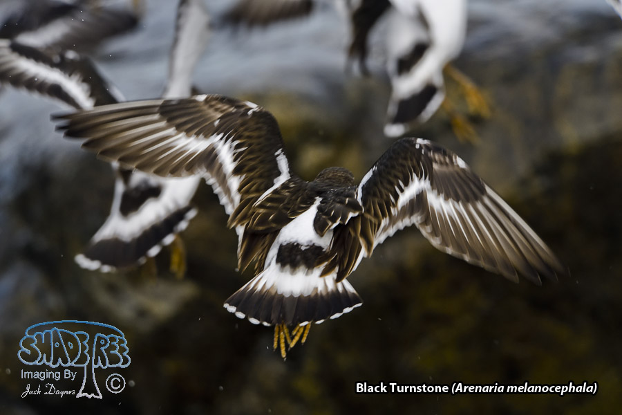 Black Turnstone - Arenaria melanocephala