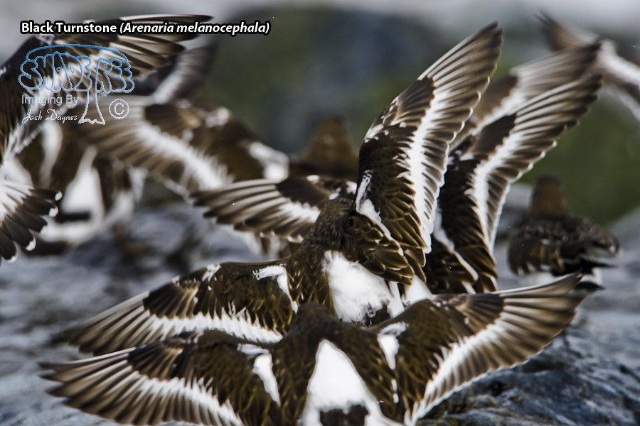 Black Turnstone - Arenaria melanocephala