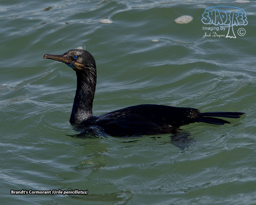 Brandt's Cormorant - Urile penicillatus