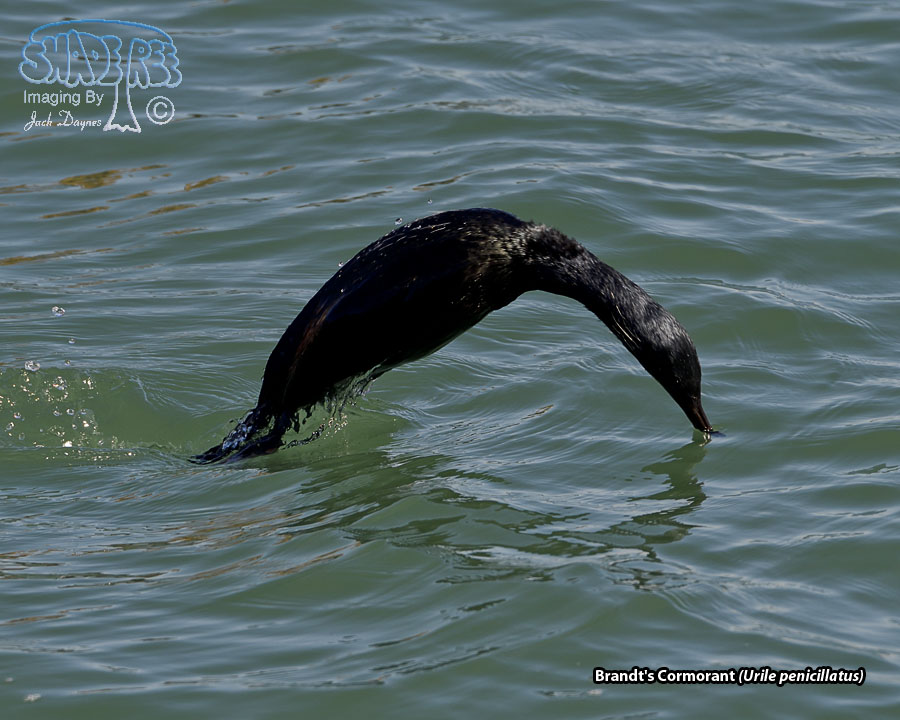 Brandt's Cormorant - Urile penicillatus
