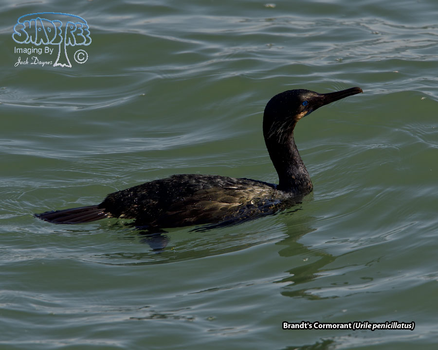 Brandt's Cormorant - Urile penicillatus