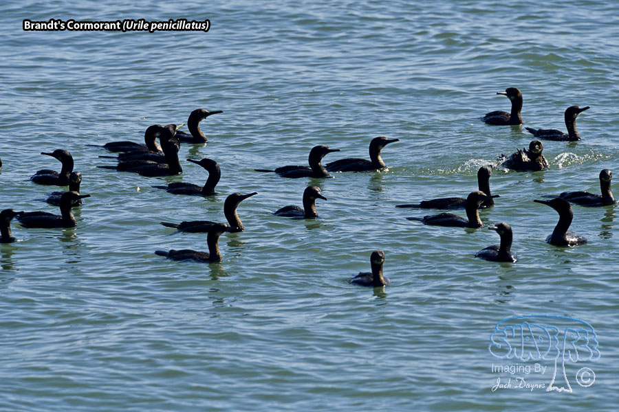 Brandt's Cormorant - Urile penicillatus