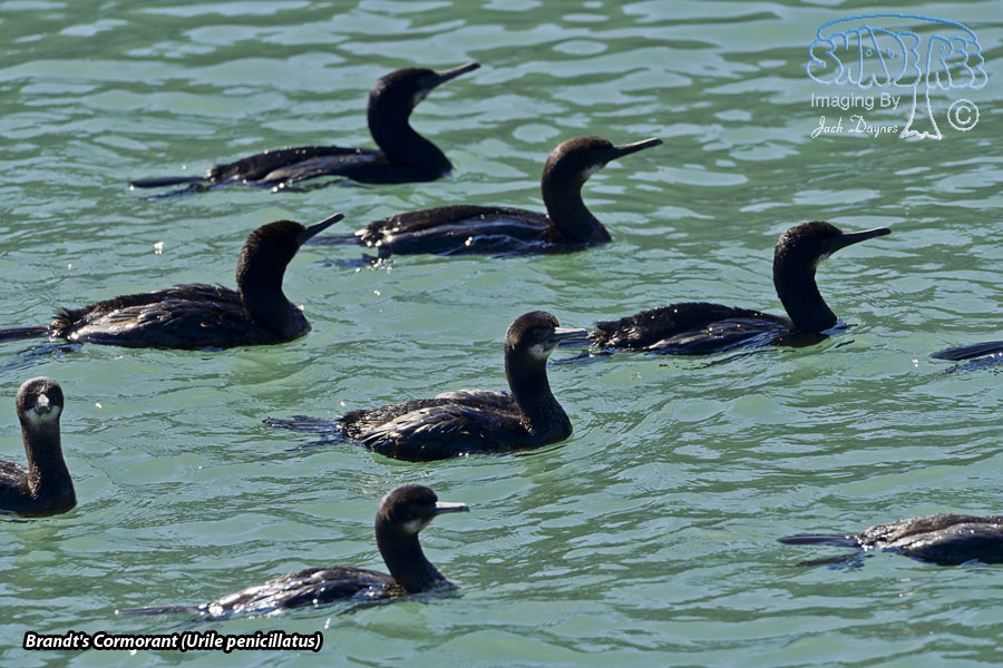 Brandt's Cormorant - Urile penicillatus