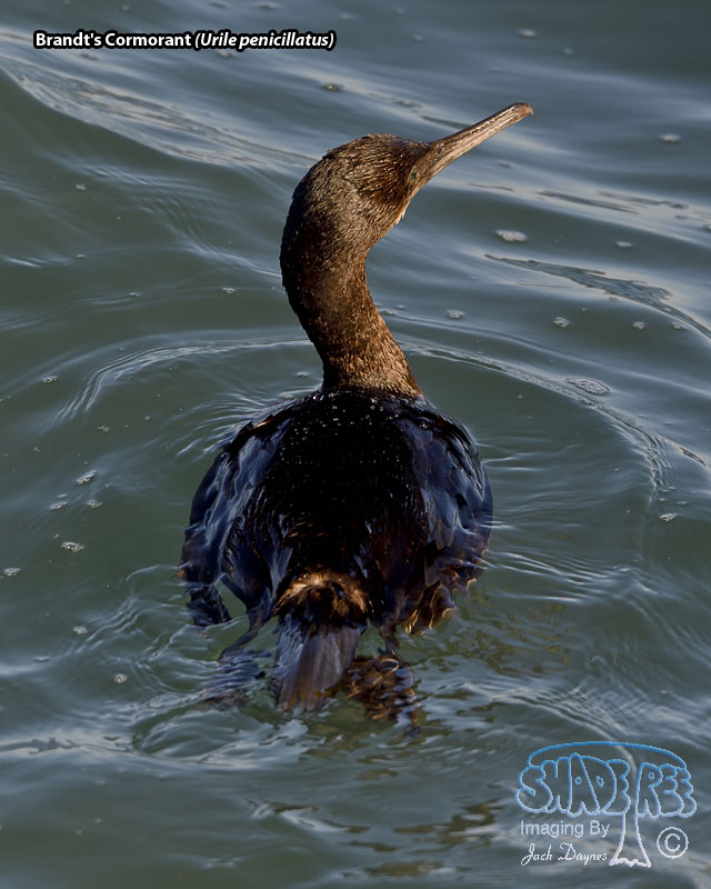 Brandt's Cormorant - Urile penicillatus