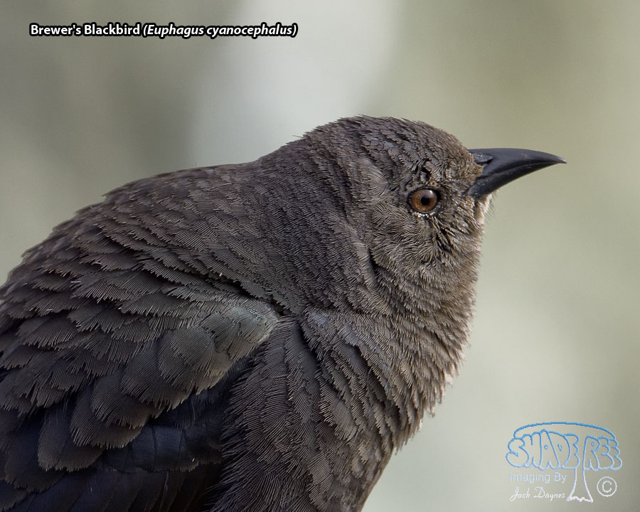 Brewer's Blackbird - Euphagus cyanocephalus