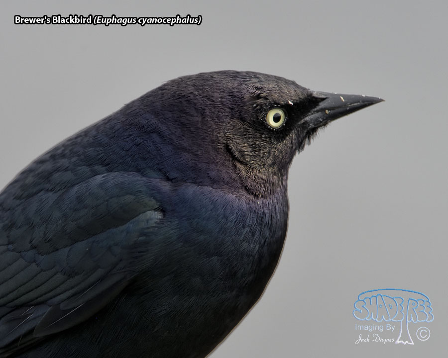 Brewer's Blackbird - Euphagus cyanocephalus