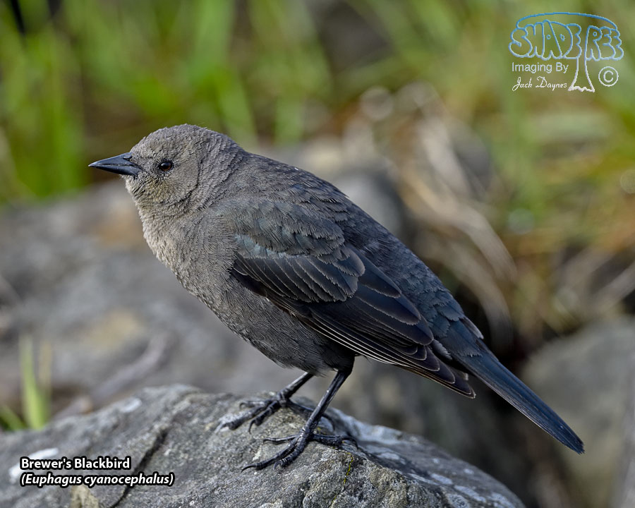 Brewer's Blackbird - Euphagus cyanocephalus