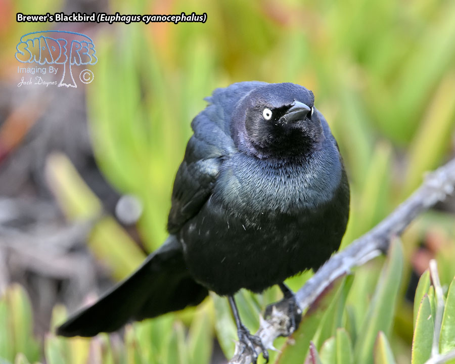 Brewer's Blackbird - Euphagus cyanocephalus