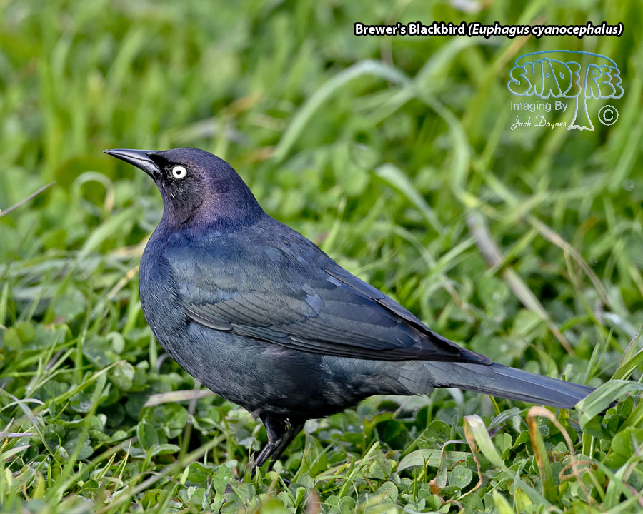 Brewer's Blackbird - Euphagus cyanocephalus
