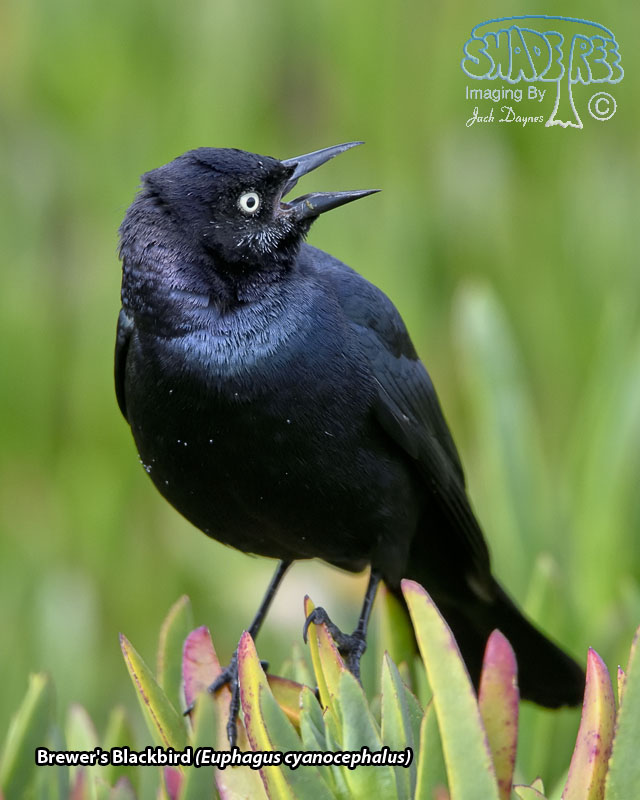 Brewer's Blackbird - Euphagus cyanocephalus