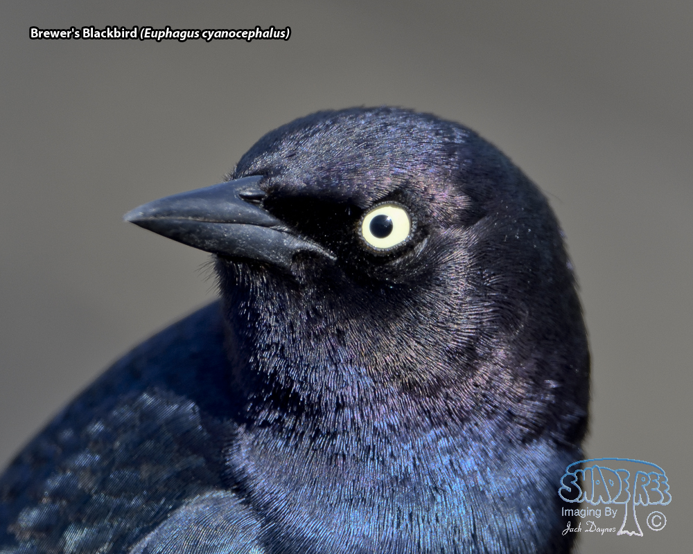 Brewer's Blackbird - Euphagus cyanocephalus