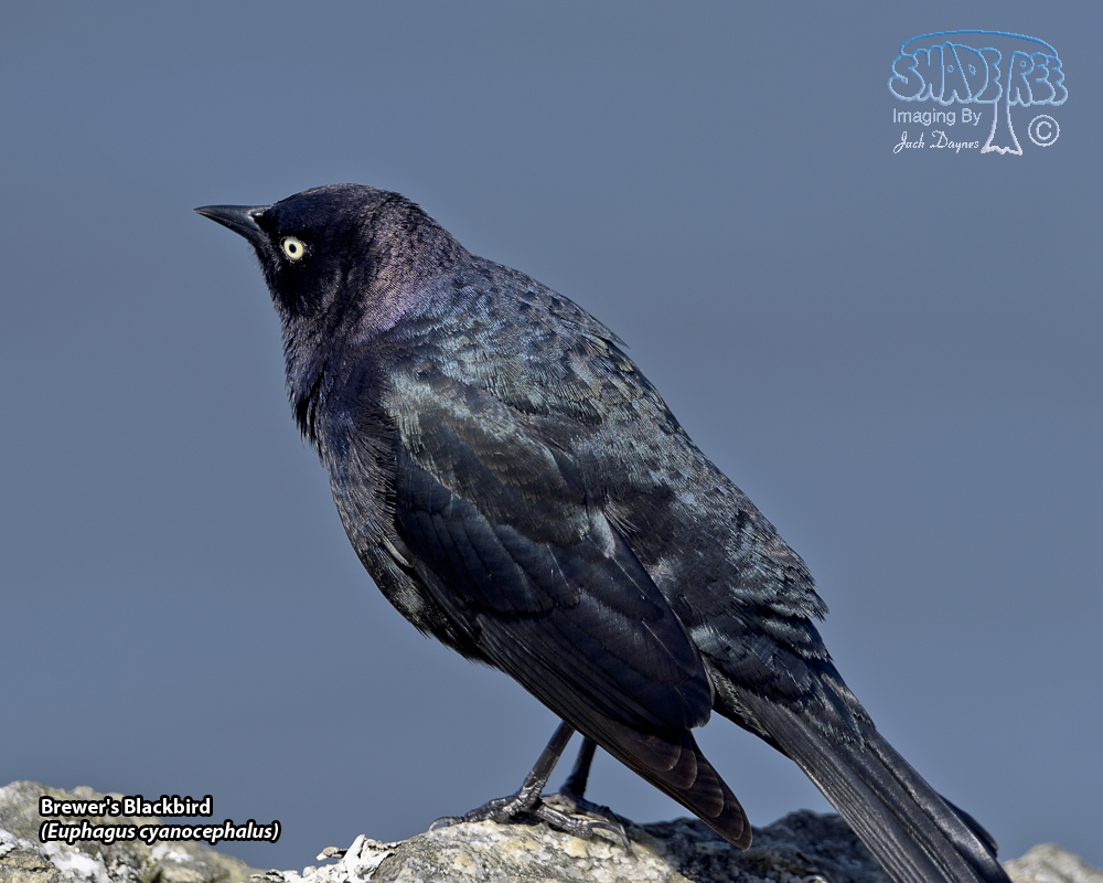 Brewer's Blackbird - Euphagus cyanocephalus