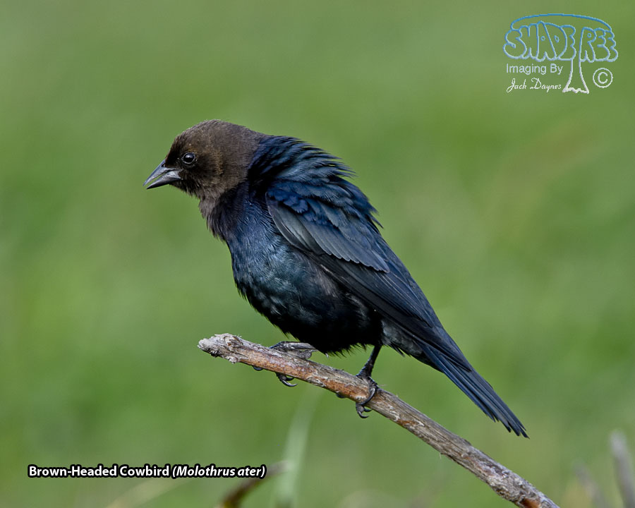 Brown-Headed Cowbird - Molothrus ater