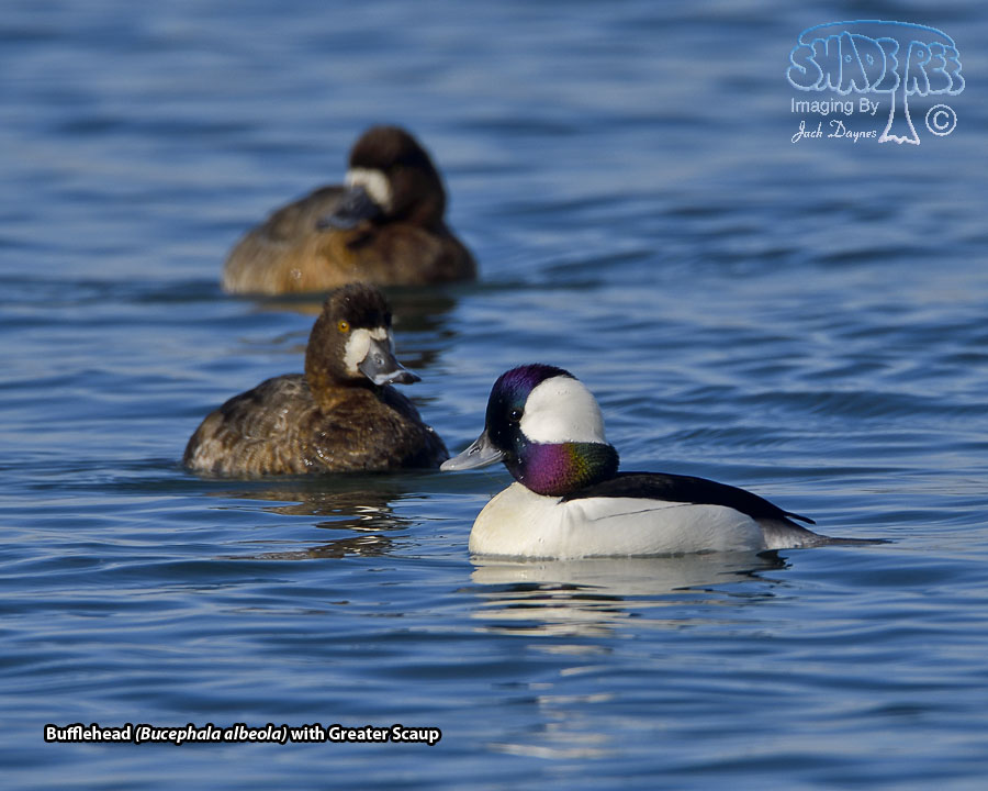 Bufflehead - Bucephala albeola