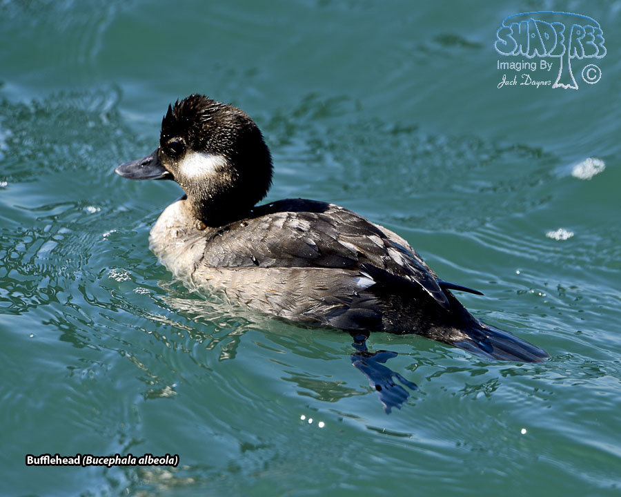 Bufflehead - Bucephala albeola