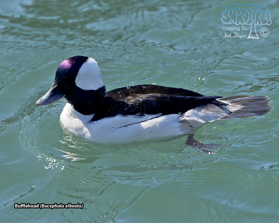 Bufflehead - Bucephala albeola