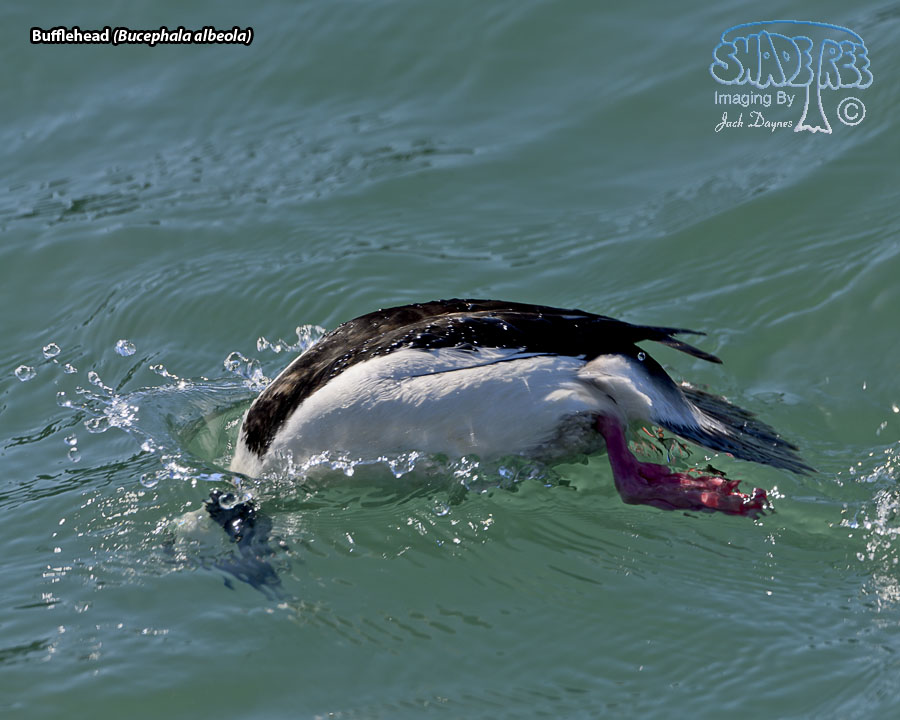 Bufflehead - Bucephala albeola