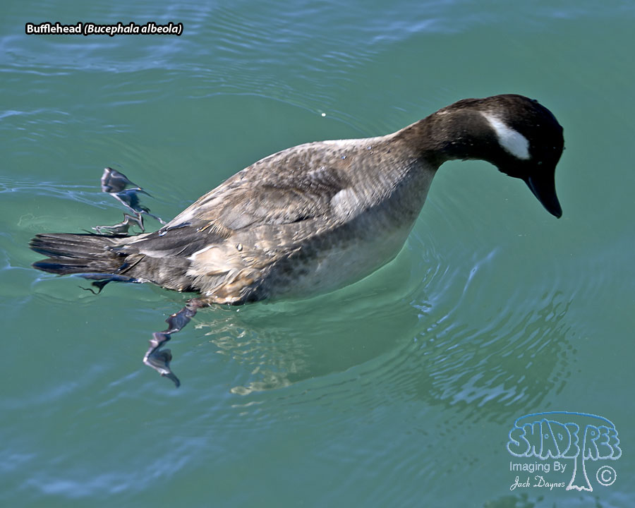 Bufflehead - Bucephala albeola