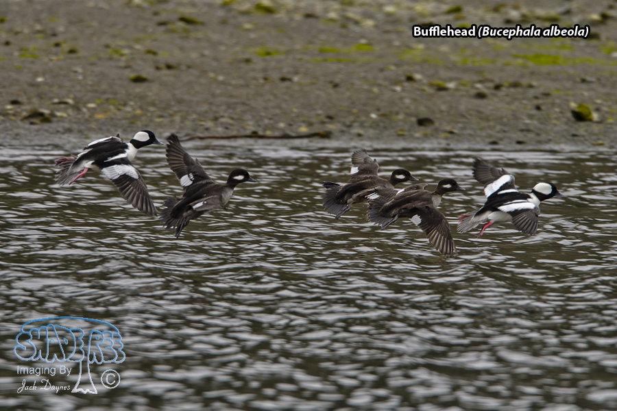 Bufflehead - Bucephala albeola