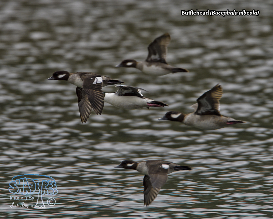 Bufflehead - Bucephala albeola