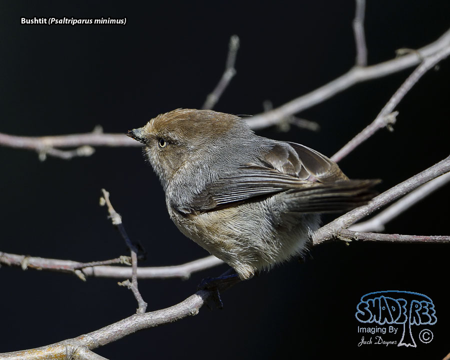 Bushtit - Psaltriparus minimus