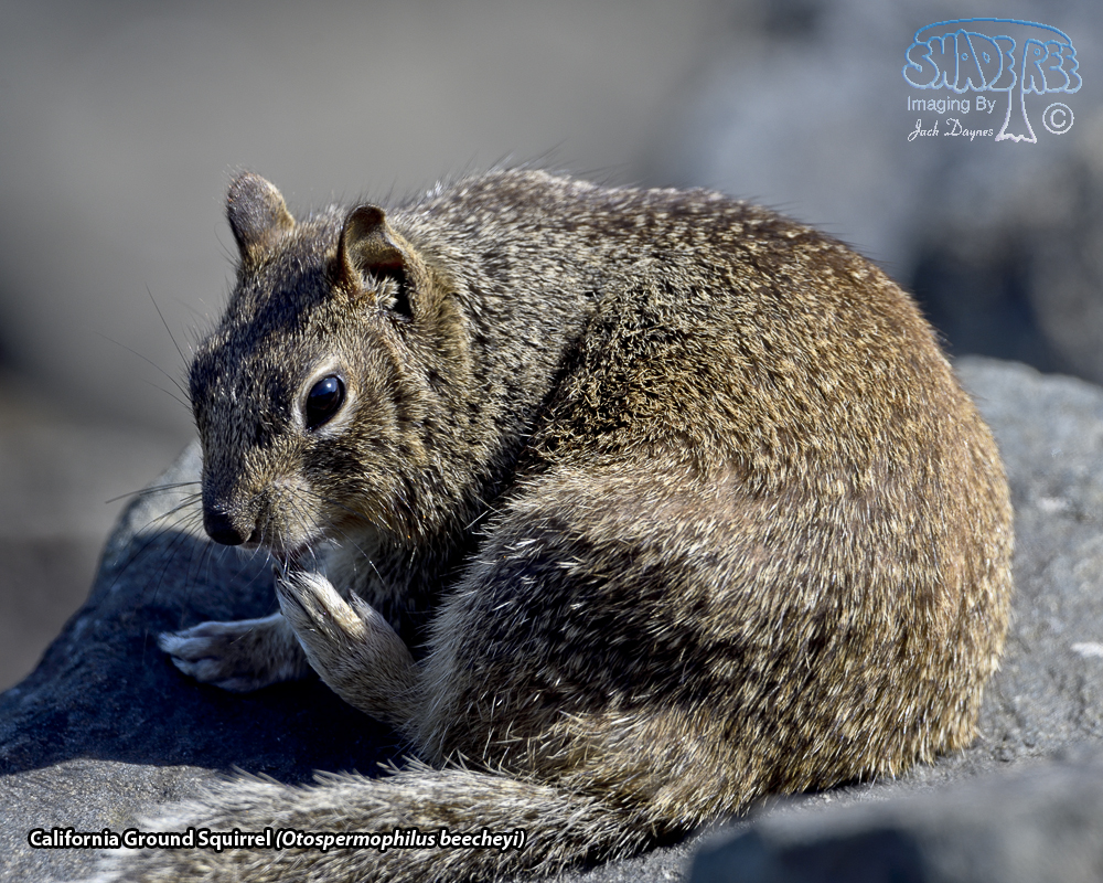 California Ground Squirrel - Otospermophilus beecheyi