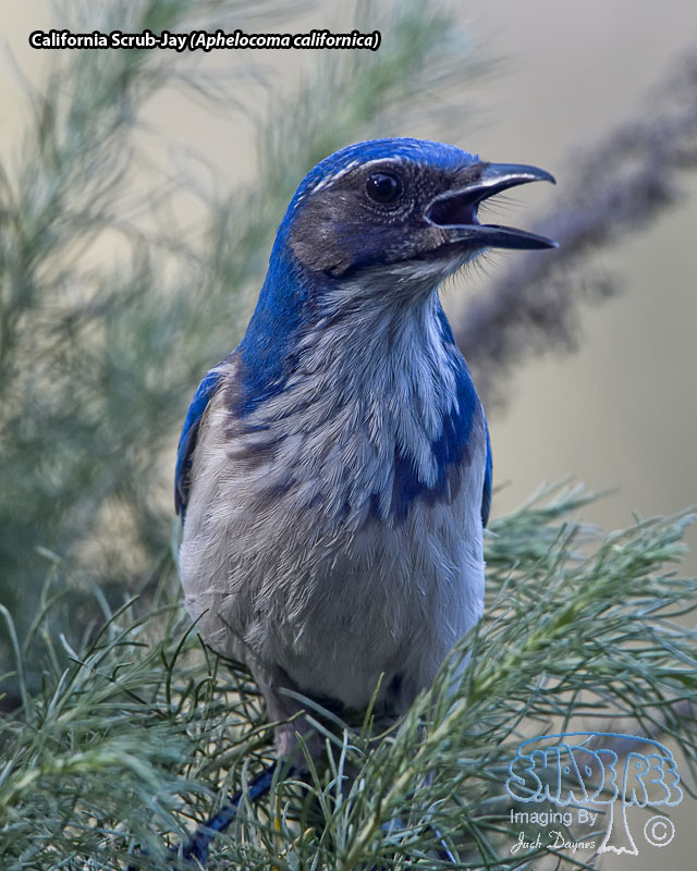 California Scrub-Jay - Aphelocoma californica