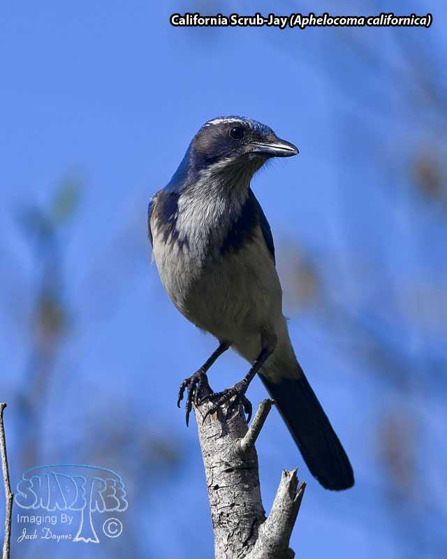 California Scrub-Jay - Aphelocoma californica