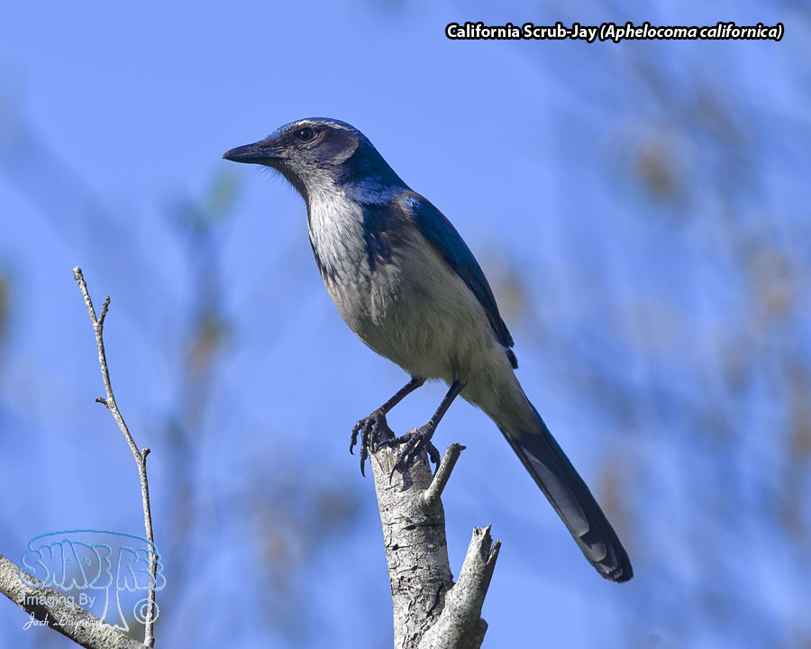 California Scrub-Jay - Aphelocoma californica