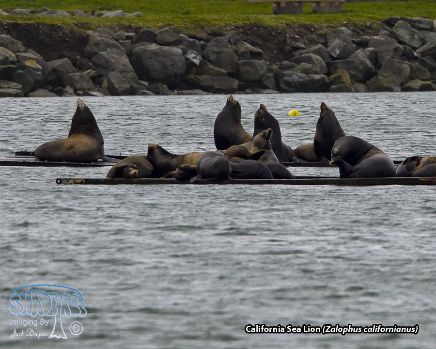 California Sea Lion - Zalophus californianus