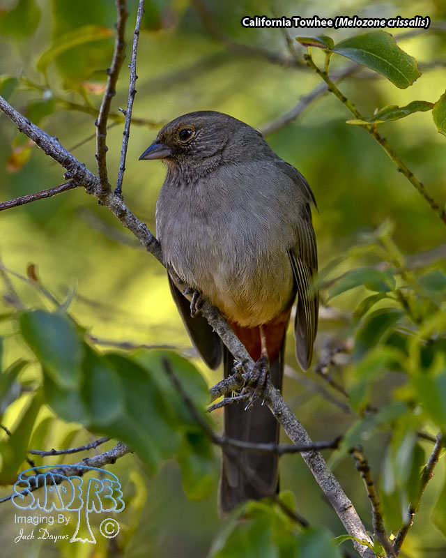California Towhee - Melozone crissalis
