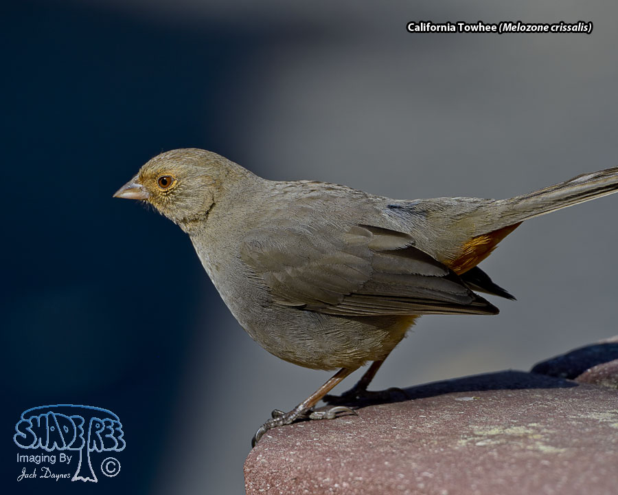 California Towhee - Melozone crissalis