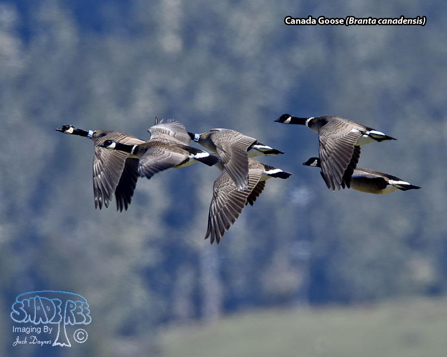 Canada Goose - Branta canadensis
