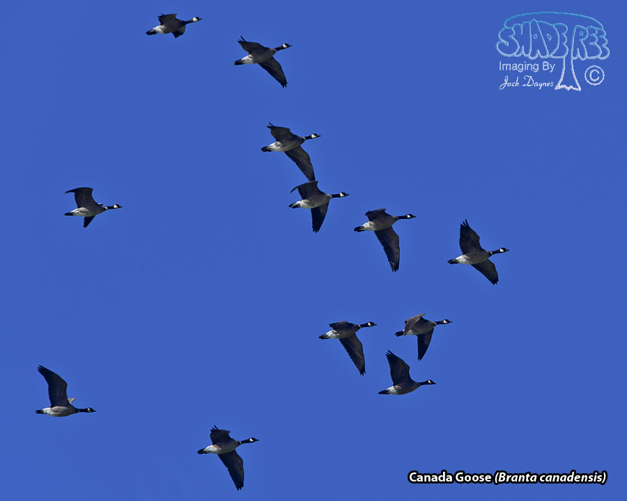 Canada Goose - Branta canadensis