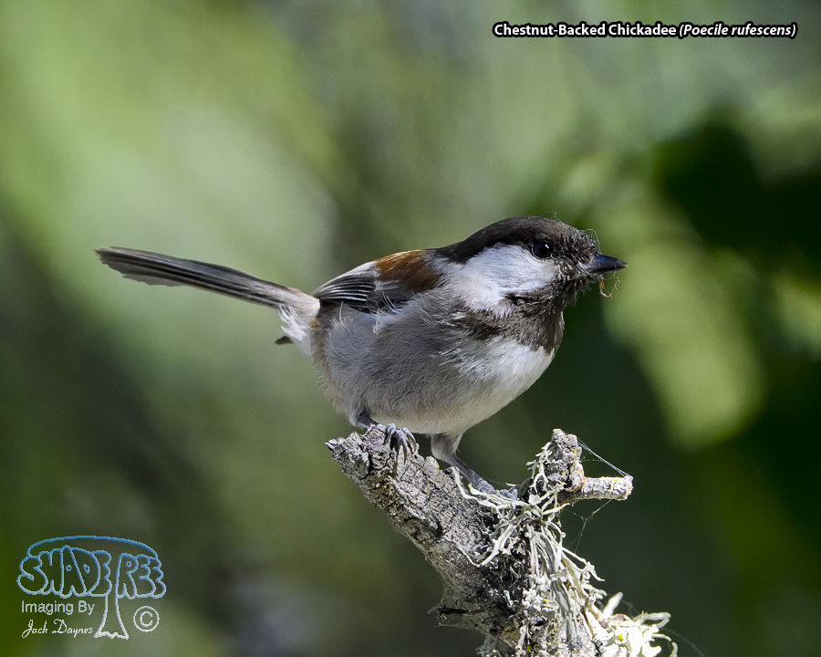 Chestnut-Backed Chickadee - Poecile rufescens